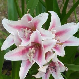 Meet your Posher, Judy